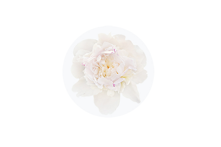The Silk Peony Melting Eye Cream Tatcha