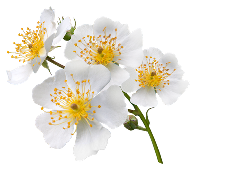 Japanese Wild Rose
