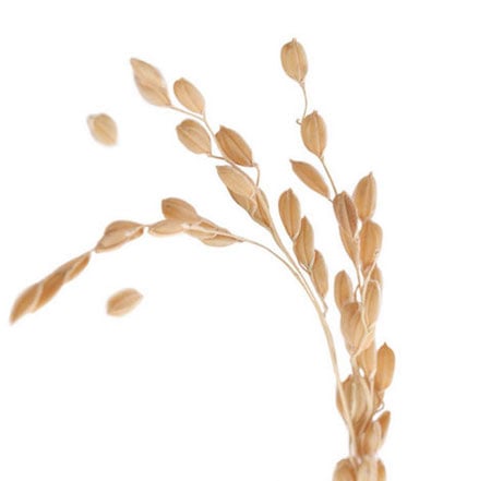 Rice Bran