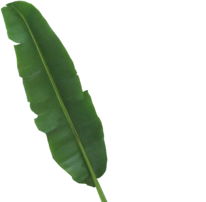 Abaca Leaf