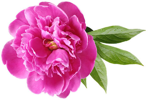 Peony
